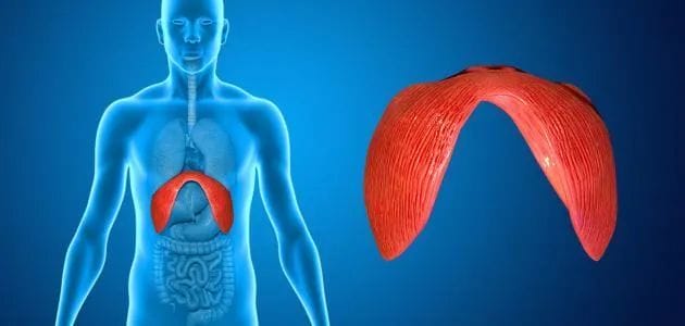 كيفية علاج ضيق التنفس بسبب الحجاب الحاجز