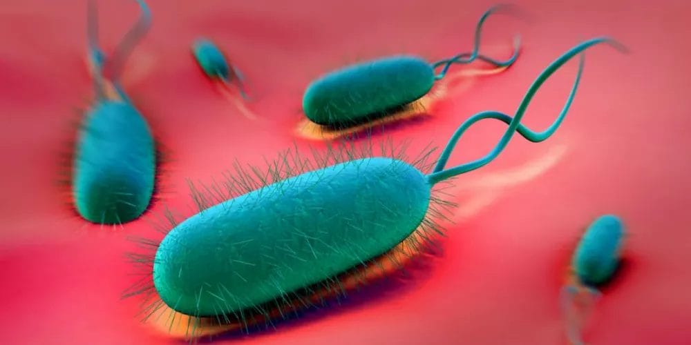 أعراض جرثومة المعدة